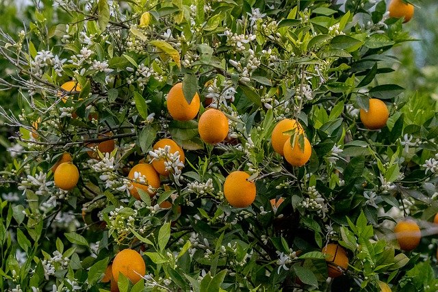 Descărcați gratuit flori de flori de portocal imagini gratuite pentru a fi editate cu editorul de imagini online gratuit GIMP