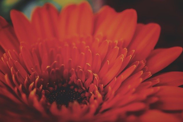 Gratis download Flower Orange Close - gratis foto of afbeelding om te bewerken met GIMP online afbeeldingseditor