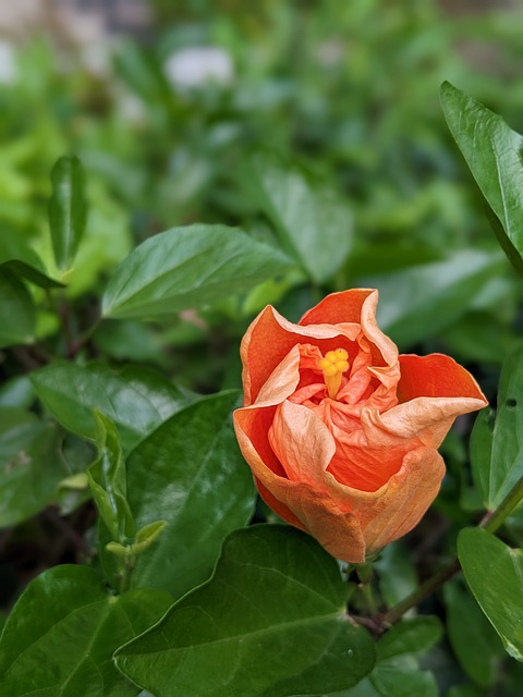 Free download flower orange flower blooming flower free picture to be edited with GIMP free online image editor