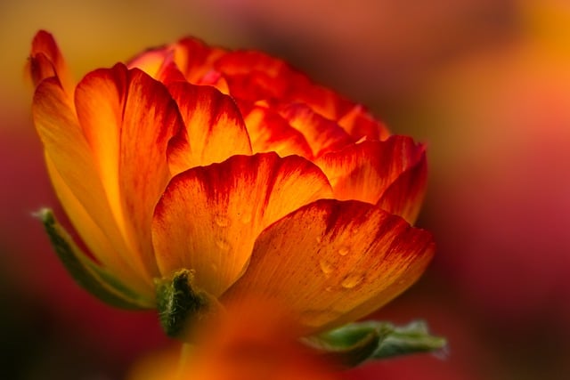 Free download flower orange flower blossom bloom free picture to be edited with GIMP free online image editor