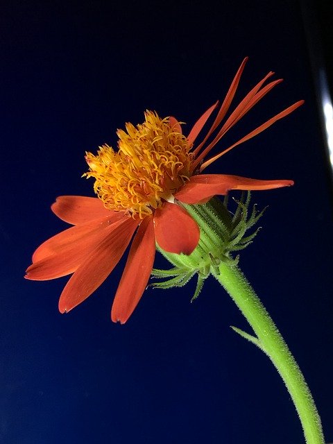 Unduh gratis Flower Orange Plant - foto atau gambar gratis untuk diedit dengan editor gambar online GIMP