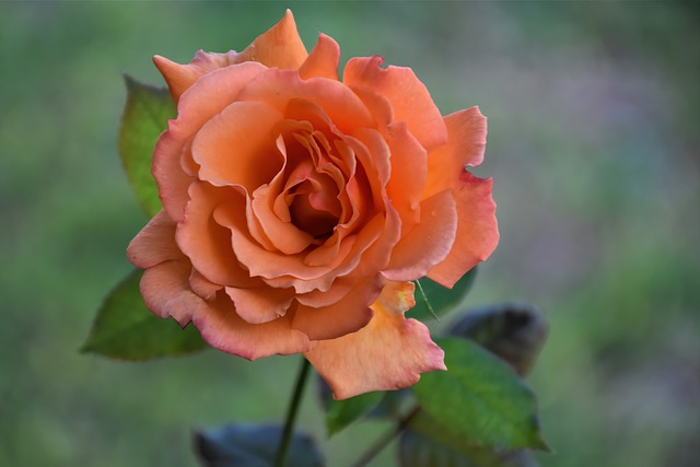 Free download flower orange rose rose bloom free picture to be edited with GIMP free online image editor