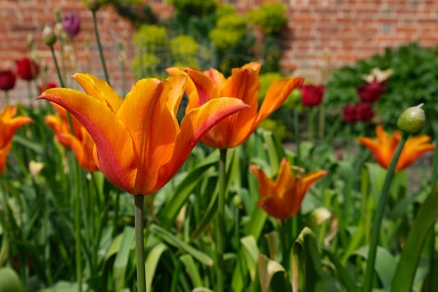 Free download flower orange tulips blossom flora free picture to be edited with GIMP free online image editor