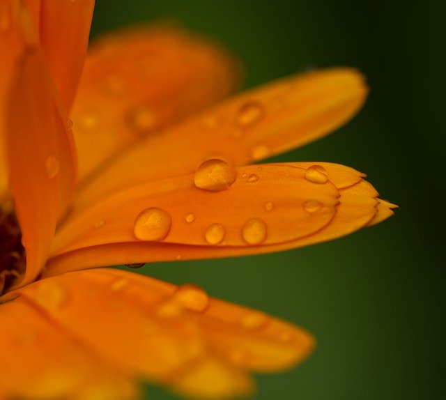 Gratis download Flower Orange Water Drop Of - gratis foto of afbeelding om te bewerken met GIMP online afbeeldingseditor