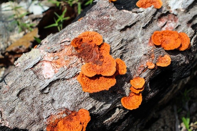 Descarga gratuita Flower Orange Wood - foto o imagen gratuita para editar con el editor de imágenes en línea GIMP