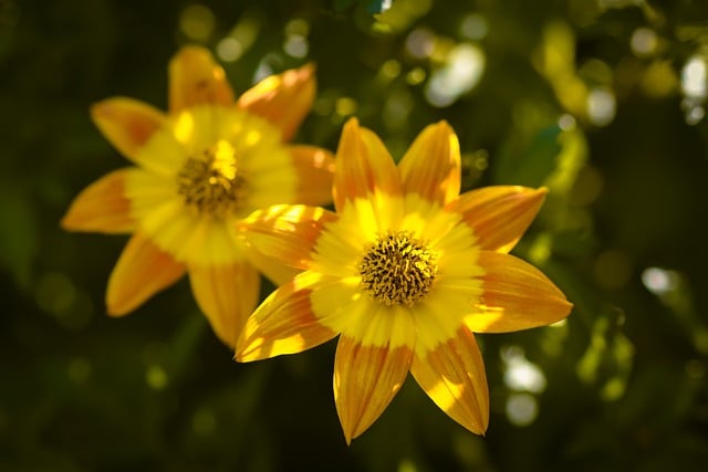 Free download flower orange yellow nature free picture to be edited with GIMP free online image editor