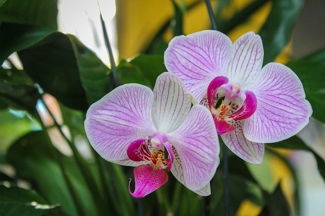 Free download Flower Orchid -  free photo or picture to be edited with GIMP online image editor