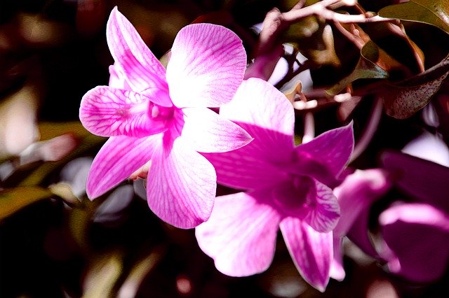 Free picture Flower Orchid Beautiful Flowers -  to be edited by GIMP free image editor by OffiDocs