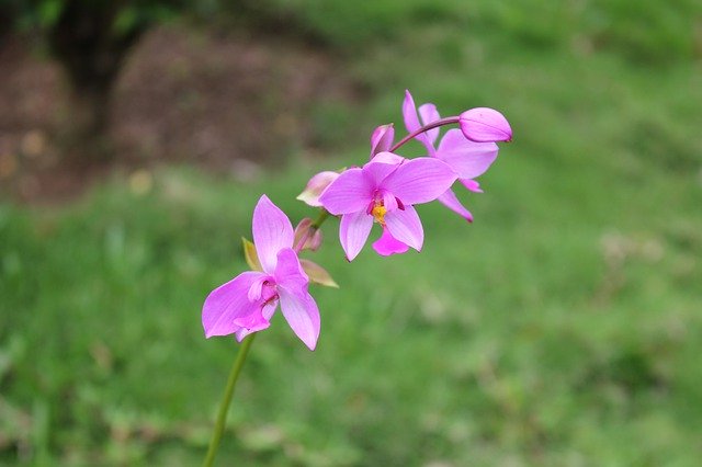 Free download Flower Orchid Blossom -  free photo or picture to be edited with GIMP online image editor