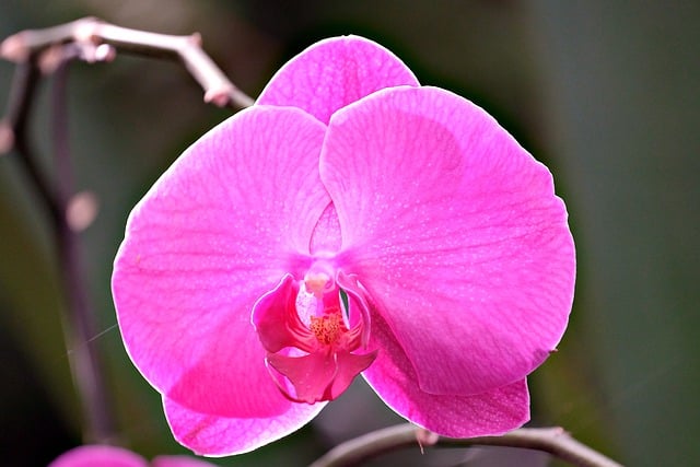 Free download flower orchid botany bloom blossom free picture to be edited with GIMP free online image editor
