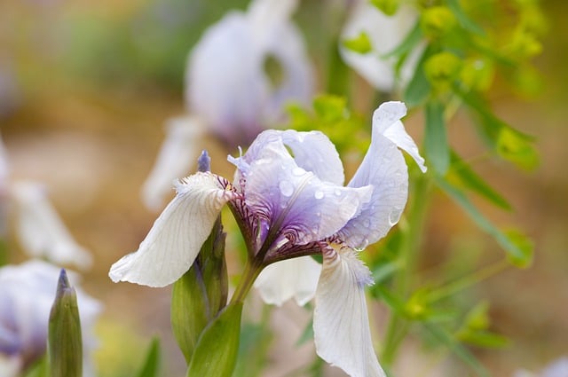Free download flower orchid botany bloom petals free picture to be edited with GIMP free online image editor