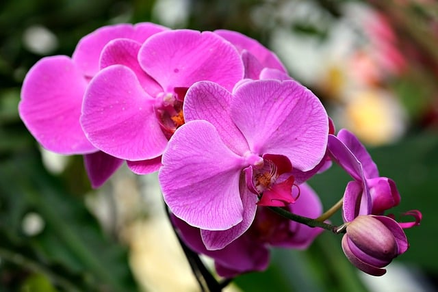 Free download flower orchid phalaenopsis amabilis free picture to be edited with GIMP free online image editor