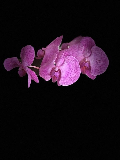 Download grátis Flower Orchid Plant modelo de foto grátis para ser editado com o editor de imagens online GIMP