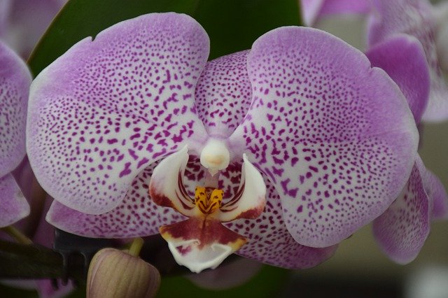 Download gratuito Flower Orchid Purple - foto o immagine gratuita da modificare con l'editor di immagini online di GIMP