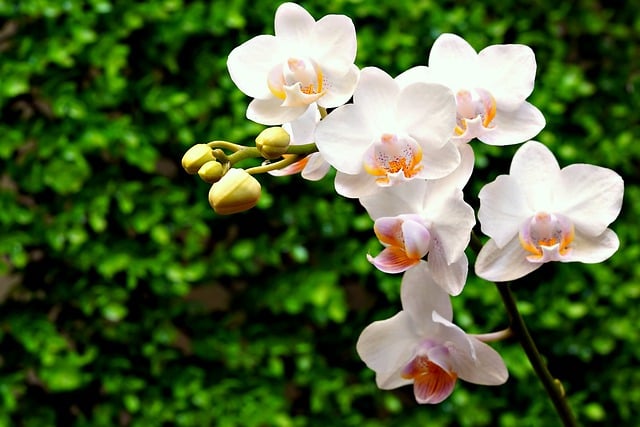 Free download flower orchids free picture to be edited with GIMP free online image editor