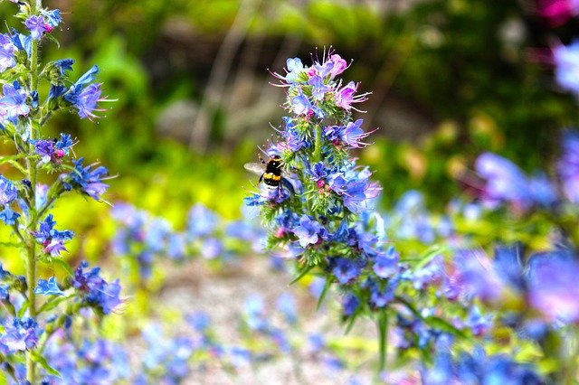 Descărcare gratuită Flower Outdoors Daylight Blue - fotografie sau imagini gratuite pentru a fi editate cu editorul de imagini online GIMP