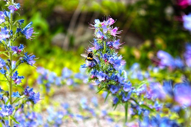 Free download Flower Outdoors Daylight Blue -  free photo or picture to be edited with GIMP online image editor