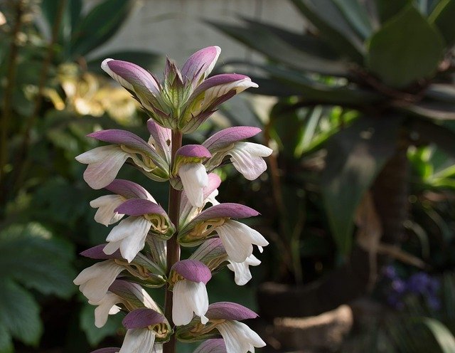 Flower Outdoors Nature 무료 다운로드 - 무료 사진 또는 GIMP 온라인 이미지 편집기로 편집할 사진