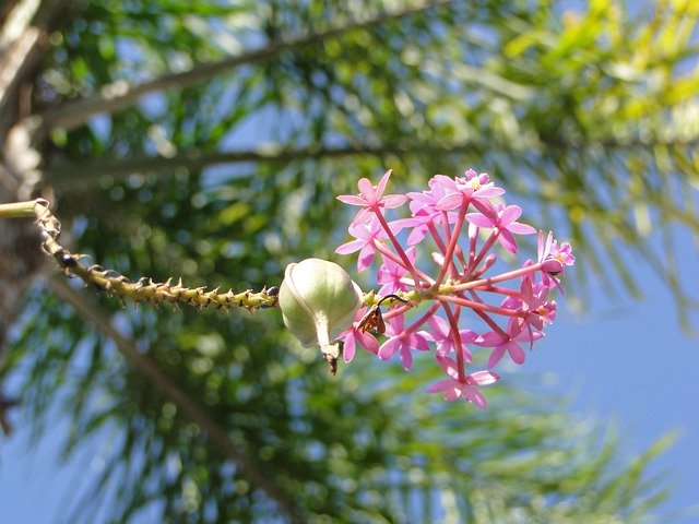टेम्पलेट फोटो फूल हथेली प्रकृति - OffiDocs . के लिए