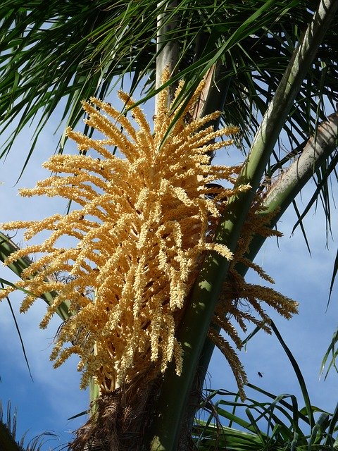 Descarga gratuita Flower Palm Tree: foto o imagen gratuita para editar con el editor de imágenes en línea GIMP