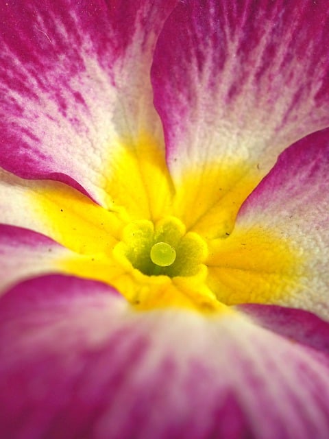 دانلود رایگان عکس گل پانسی بلوم شکوفه رایگان برای ویرایش با ویرایشگر تصویر آنلاین رایگان GIMP