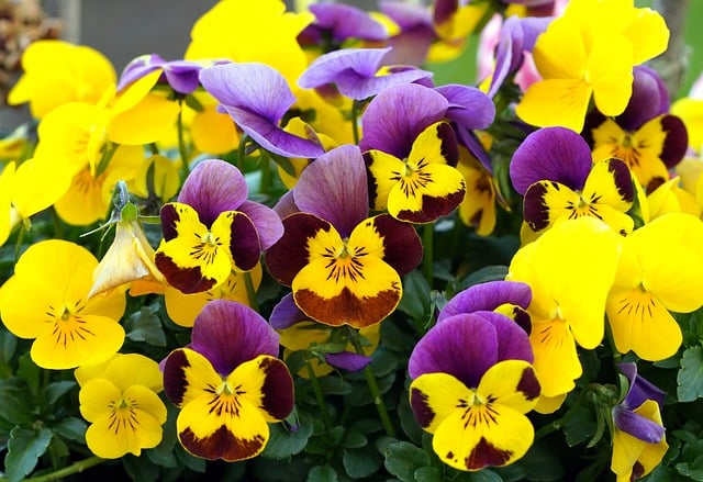 Free download flower pansy field nature blossom free picture to be edited with GIMP free online image editor
