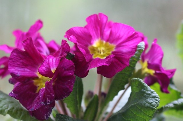Free download Flower Pansy Pink -  free photo or picture to be edited with GIMP online image editor