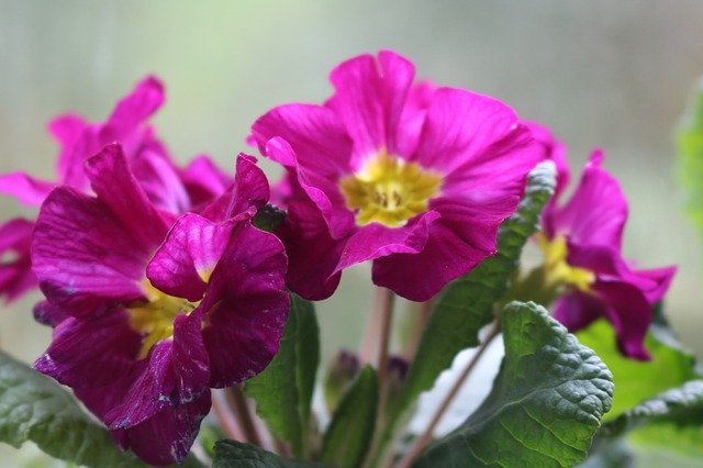 Free download Flower Pansy Pink -  free photo or picture to be edited with GIMP online image editor