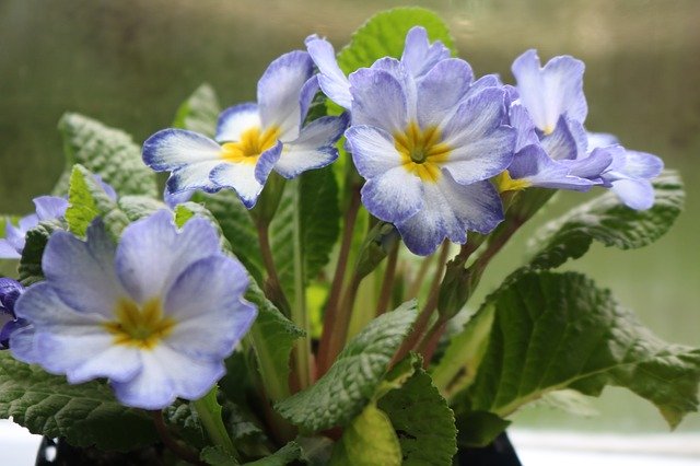 Free download Flower Pansy Purple -  free photo or picture to be edited with GIMP online image editor