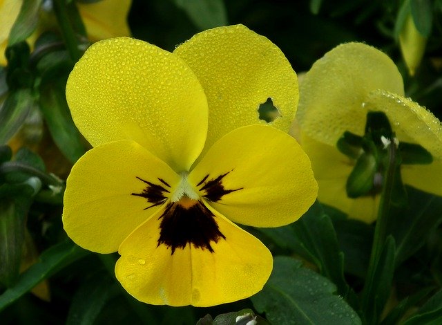 Téléchargement gratuit de Flower Pansy Yellow - photo ou image gratuite à éditer avec l'éditeur d'images en ligne GIMP