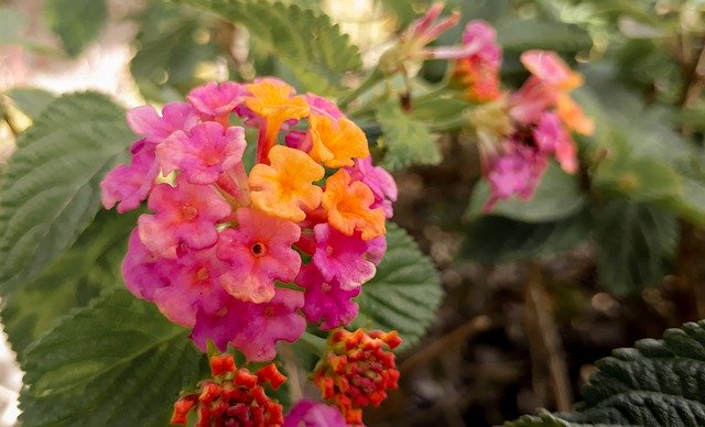 무료 다운로드 꽃 공원 - 무료 사진 또는 김프 온라인 이미지 편집기로 편집할 사진