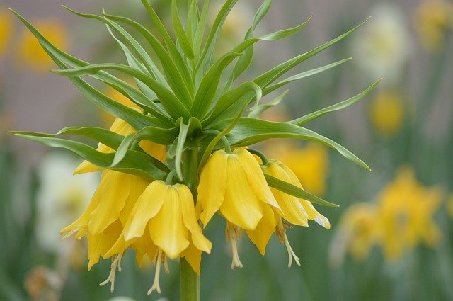 무료 다운로드 Flower Parterre Yellow - 무료 사진 또는 GIMP 온라인 이미지 편집기로 편집할 수 있는 사진