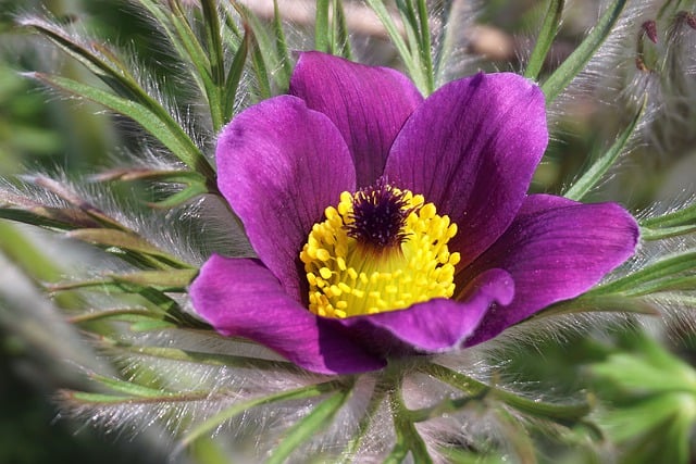 Free download flower pasqueflower botany nature free picture to be edited with GIMP free online image editor