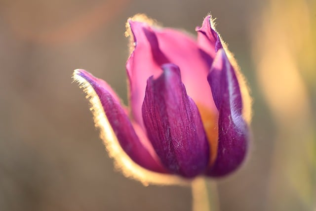Free download flower pasque flower lumbago free picture to be edited with GIMP free online image editor