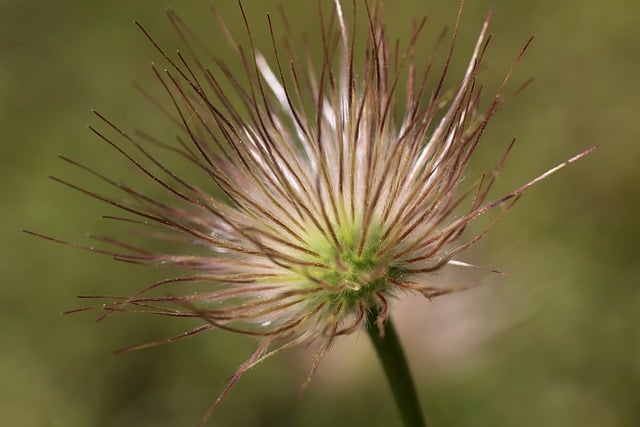 Free download flower pasque flower pulsatilla free picture to be edited with GIMP free online image editor