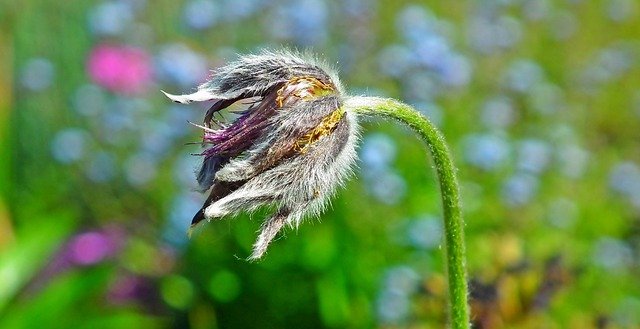 Free download flower pasqueflower spring nature free picture to be edited with GIMP free online image editor