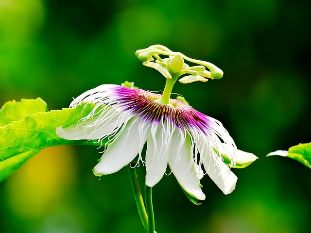Free download flower passion flower passiflora free picture to be edited with GIMP free online image editor