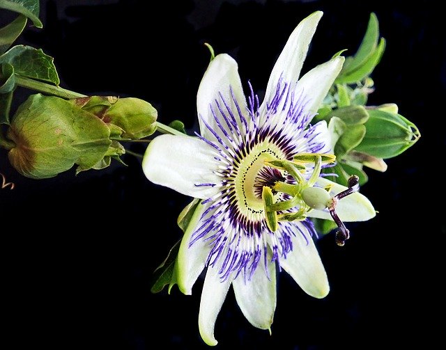 Free download Flower Passion Fruit Vine -  free free photo or picture to be edited with GIMP online image editor