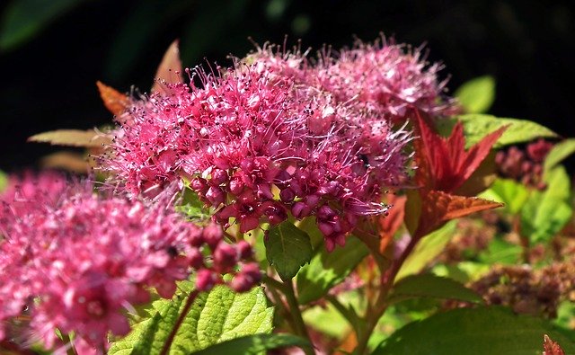 Бесплатно скачать Flower Pęcherznica Pink - бесплатную фотографию или картинку для редактирования с помощью онлайн-редактора изображений GIMP