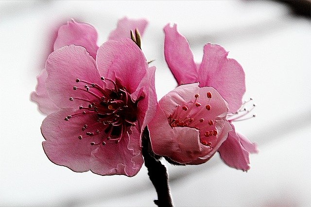 Free download Flower Peach Blossom -  free illustration to be edited with GIMP free online image editor
