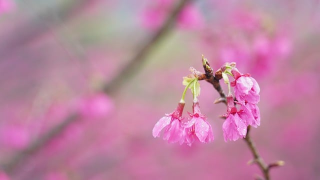 Free download flower peach blossom rain natural free picture to be edited with GIMP free online image editor