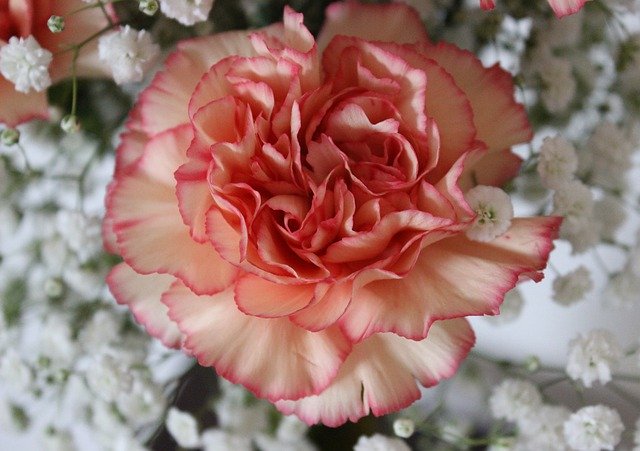 Muat turun percuma Flower Peach Carnation Petal - foto atau gambar percuma untuk diedit dengan editor imej dalam talian GIMP