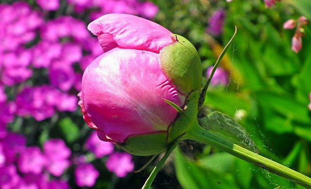 הורדה חינם Flower Peony Blossomed - תמונה או תמונה בחינם לעריכה עם עורך התמונות המקוון GIMP