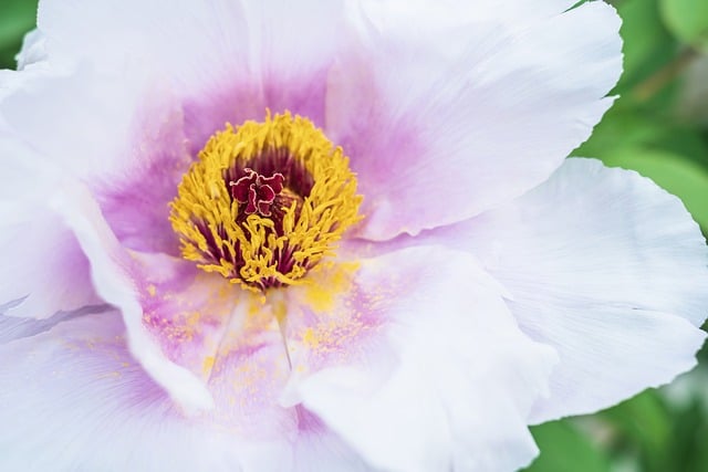 Free download flower peony botany macro garden free picture to be edited with GIMP free online image editor