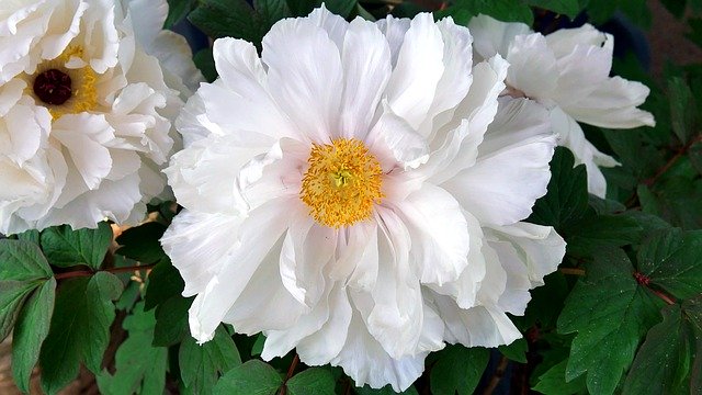 Free download Flower Peony Garden -  free photo or picture to be edited with GIMP online image editor