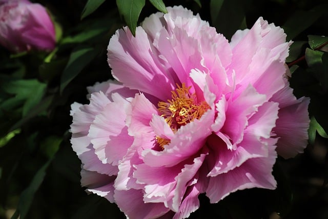 Free download flower peony paeonia rockii botany free picture to be edited with GIMP free online image editor