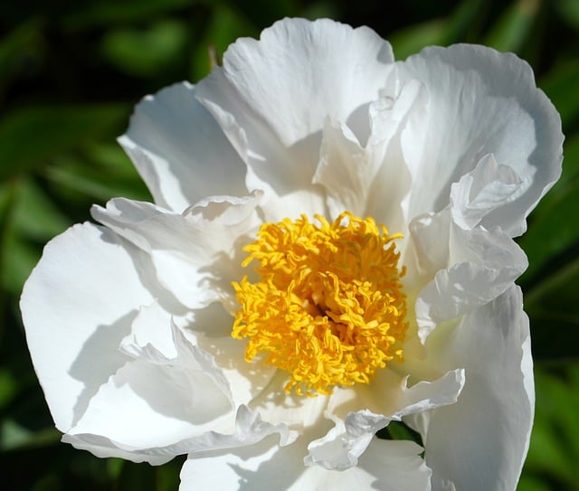 Free download flower peony petals blossom bloom free picture to be edited with GIMP free online image editor