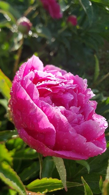 Descarga gratuita de la plantilla de fotos gratis Flower Peony Pink para editar con el editor de imágenes en línea GIMP