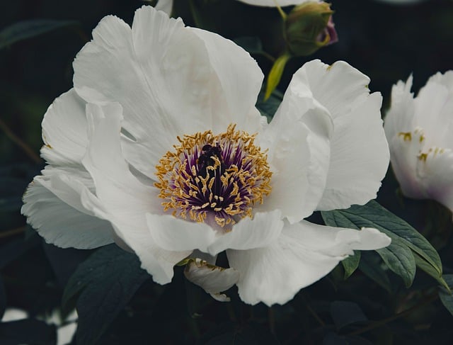 Descarga gratuita de flores, peonías, pétalos de plantas, flores, imagen gratuita para editar con el editor de imágenes en línea gratuito GIMP