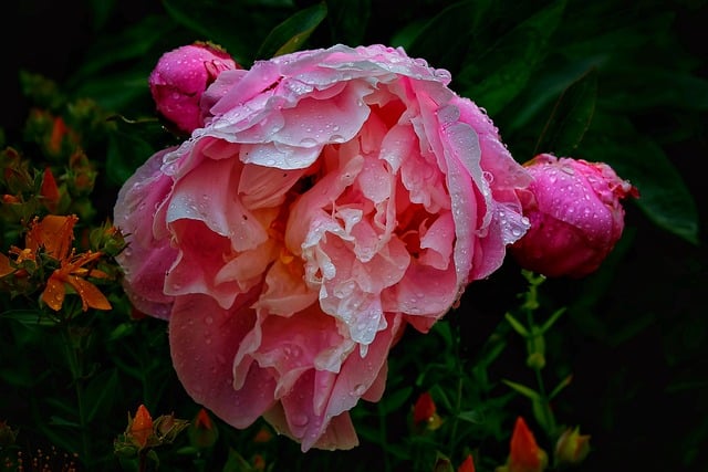 Free download flower peony rain blossom bloom free picture to be edited with GIMP free online image editor